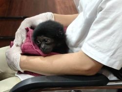 Jual Owa Siamang Rp10 Juta Terbongkar, Polisi Jerat Pelaku Perdagangan Satwa Dilindungi