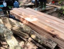Gakkum Kehutanan Tetapkan Tersangka Pembalakan Liar di Taman Nasional Tesso Nilo