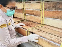 Ekspor Jagoi Babang Meledak! Tembus 9,8 Juta Kilogram Sepanjang 2025, Awal 2026 Geliatnya Semakin Membara