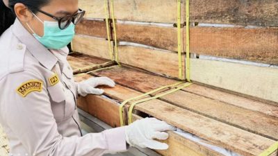 Ekspor Jagoi Babang Meledak! Tembus 9,8 Juta Kilogram Sepanjang 2025, Awal 2026 Geliatnya Semakin Membara