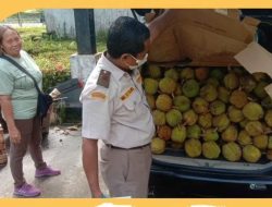 Pekawai Naik Daun! Usai Musim Durian, Buah Eksotis Kalimantan Ini Banjiri Pasar Malaysia