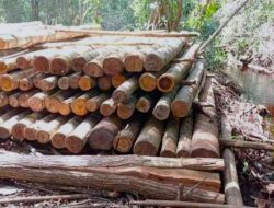 Mata Rantai Penjarah Hutan Ketapang Terendus, Gakkum Kehutanan Sita Ratusan Rakit dan Peralatan Penebang