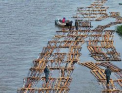 600 Batang Kayu Tanpa Dokumen di Sungai Pawan Ketapang Diamankan Gakkum LHK