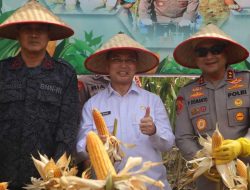 Bengkayang Cetak Rekor MURI! Panen Raya Jagung Kalbar Dukung Investasi Peternakan Rp1,7 Triliun di Mandor