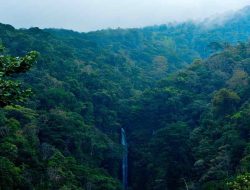 Prabowo Cabut Izin 28 Perusahaan Pelanggar di Kawasan Hutan