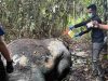 Gajah Ditemukan Mati di Konsesi Pelalawan, Polisi Selidiki Dugaan Kejahatan Satwa