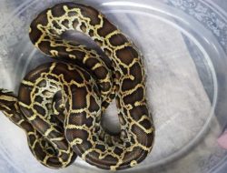 Gakkum Kehutanan Tangkap WNA Rusia, Diduga Terlibat Jaringan Penyelundupan Satwa Internasional