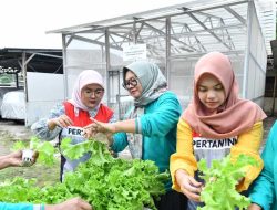Dari PLTS ke Sayuran: Transformasi Hijau Ibu-Ibu Pulau Merak
