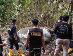 Polisi Telusuri Jaringan Penjual Gading Usai Gajah Sumatra Ditembak Mati di Pelalawan