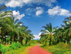 Kampus Diminta Jadi Motor Hilirisasi Riset Sawit Berkelanjutan