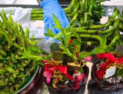 Jelang Imlek, Penyelundupan Bibit Bambu Hias Asal Malaysia Digaglkan Karantina Entikong