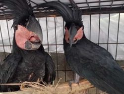 Gakkum Kehutanan Tahan Pemilik 24 Satwa Dilindungi, Terancam 15 Tahun Penjara