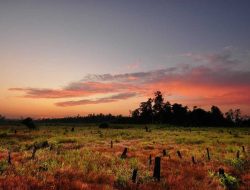 Tata Kelola Berbasis Risiko Cegah Penyimpangan Pengelolaan Hutan