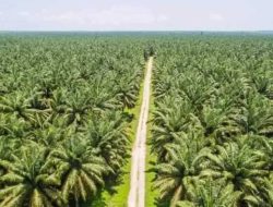 Tertibkan Perizinan Kebun, Pemkab Bengkayang Gandeng Penegak Hukum Percepat Proses HGU