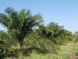 KPK Soroti Data Lahan Sawit Rapuh, Celah Korupsi Pajak Menganga