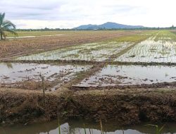 Padi Wakaf di Desa Seburing: Madrasah Nurul Huda Bangun Kemandirian Ekonomi Lewat Zakat Produktif