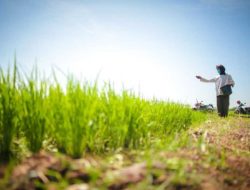 Produksi Beras Januari 2026 Naik 38,56 Persen, BPS Optimistis Pasokan Aman