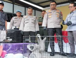Polisi Bongkar Perdagangan Satwa Dilindungi, Owa Jawa hingga Enggang Disiapkan Kirim ke Eropa