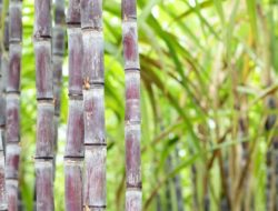 Kementan Targetkan 5,9 Miliar Benih Tebu pada 2026 untuk Dorong Swasembada Gula