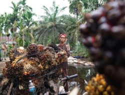 Pemerintah Perkuat Standar ISPO Wajib, Amran: Sawit Harus Berkelanjutan dan Didorong ke Hilirisasi