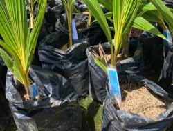 Kementan Kembangkan Kawasan Kelapa 300 Hektare, Dorong Hilirisasi Gula Kelapa