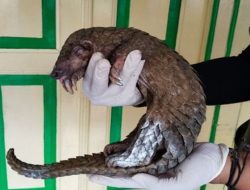 Kementerian Kehutanan Limpahkan Dua Tersangka Perdagangan Satwa Dilindungi ke Kejari