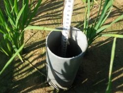 Teknologi AWD Mampu Hemat Air Sawah hingga 20 Persen Saat Kemarau