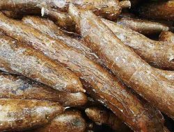 Konflik Global Picu Ketidakpastian Energi, Indonesia Andalkan Sawit dan Singkong untuk Swasembada