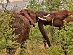 Prabowo Siapkan Inpres Penyelamatan Gajah Sumatra dan Borneo, Bentuk Satgas Pembiayaan Taman Nasional