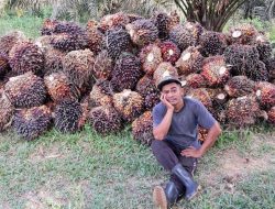 Norsan Sebut Sawit Tumpuan Hidup 284 Ribu Keluarga di Kalbar, Minta Kebun Rakyat Tak Digusur Satgas PKH