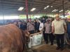 Kontes Sapi Dongkrak Semangat Peternak Jelang Idul Adha