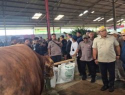 Kontes Sapi Dongkrak Semangat Peternak Jelang Idul Adha