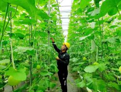 Pertamina Kembangkan Energi Panas Bumi Non-Listrik, Dorong Ekonomi dari Kopi hingga Melon Hidroponik