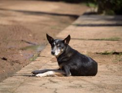 KLB Rabies di Sintang, Pemkab Ambil Langkah Tegas Eliminasi Anjing Penyebab Kematian