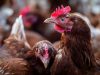Riset IPB Kembangkan Pakan Ayam Probiotik, Bobot Telur Bisa Naik hingga 30 Persen