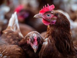 Riset IPB Kembangkan Pakan Ayam Probiotik, Bobot Telur Bisa Naik hingga 30 Persen