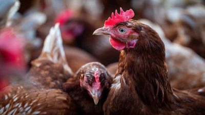 Riset IPB Kembangkan Pakan Ayam Probiotik, Bobot Telur Bisa Naik hingga 30 Persen