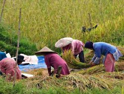 Mentan Amran: Stok Beras Tembus 5 Juta Ton, Kampus Diminta Percepat Hilirisasi Inovasi