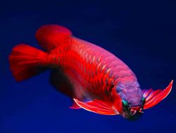 Dukung Ikan Siluk Jadi Ikon Ekspor, Gubernur Kalbar Siapkan Piala Grand Champion di Kontes Arwana 2026