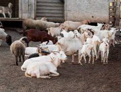 Panduan Memilih Hewan Kurban Terbaik Jelang Iduladha 1447 H: Perhatikan Umur dan Fisik!