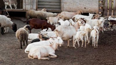 Panduan Memilih Hewan Kurban Terbaik Jelang Iduladha 1447 H: Perhatikan Umur dan Fisik!