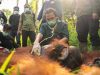 Konflik Satwa di Desa Pemangkat Berakhir, Orangutan Berukuran Besar Dikembalikan ke Kawasan Konservasi