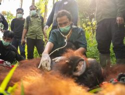 Konflik Satwa di Desa Pemangkat Berakhir, Orangutan Berukuran Besar Dikembalikan ke Kawasan Konservasi