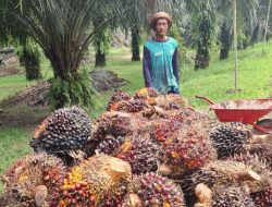 Luruskan Isu Harga TBS di Sanggau, PTPN IV Regional V Tegaskan Kepatuhan pada Permentan 13/2024