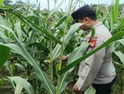 Polsek Bonti Cek Lahan Jagung Hibrida di Sanggau, Antisipasi Serangan Hama Tikus
