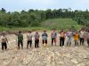 Sinergi Polisi dan Petani di Toba Sanggau Tanam Jagung 2 Hektare Dukung Ketahanan Pangan