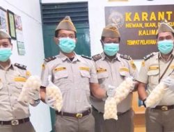 Karantina Kalbar Gagalkan Penyelundupan Telur Penyu hingga Daging Satwa Liar di Pelabuhan Sintete