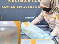 Karantina Kalbar Gagalkan Penyelundupan 5 Arwana Super Red ke Malaysia di PLBN Entikong