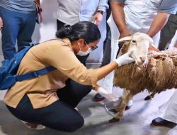 Kalbar Catat Sejarah, Pemotongan 1.000 Kambing Dam Haji Tamattu Jadi Terbesar di Indonesia