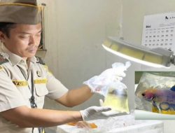 Karantina Kalbar Gagalkan Penyelundupan 110 Ikan Cupang di Bandara Supadio